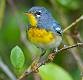 Northern Parula-2